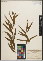 Foto von Salix nigra Marshall